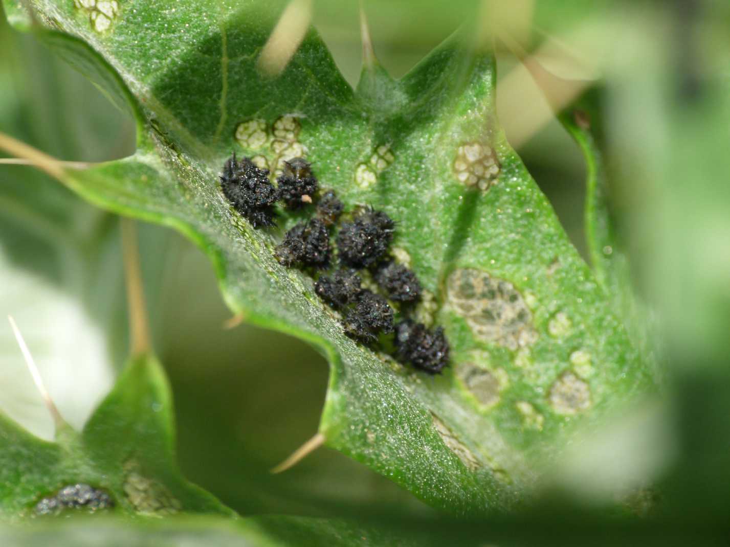 Cassida deflorata in riproduzione